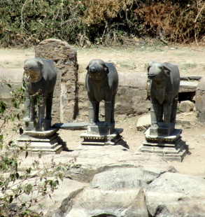 The Buffalo trio near the Achaleshwar temple